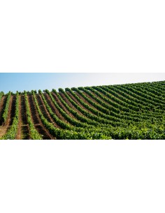 Colinas Cuvée Brut Nature... 2