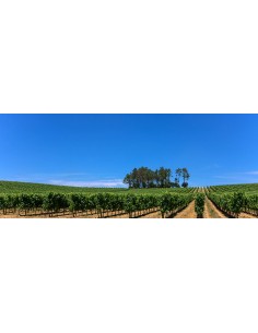 Colinas Rosé de Pinots... 2