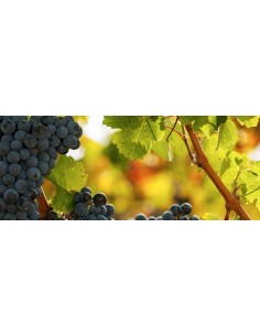 Quinta da Curia Clef d'Or... 2