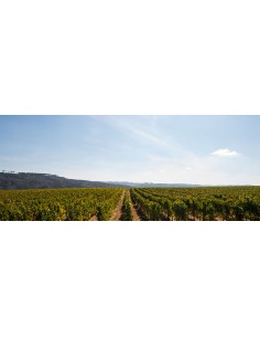 Bella Superior Sauvignon... 2